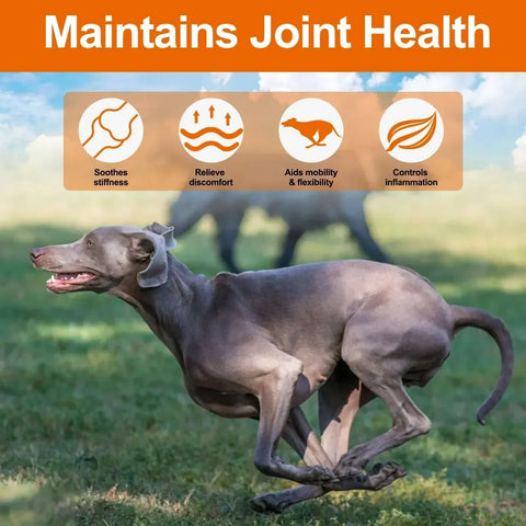 Dogs 170 Dog Joint Pain