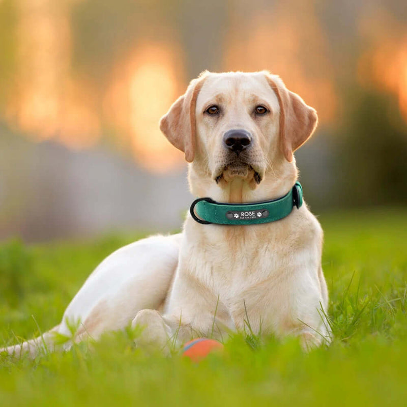Load image into Gallery viewer, Small Medium Large Dogs Pitbull Bulldog Beagle Correa Perro
