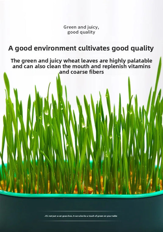 Hydroponic Cat Grass Box